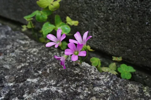 石段の間に息づく命