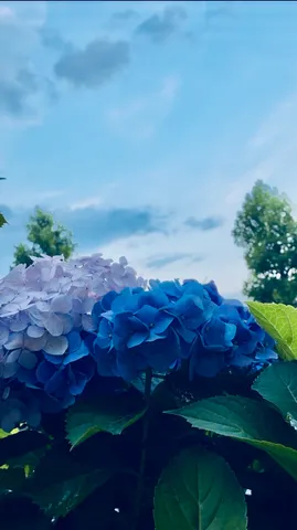 空と紫陽花のコントラスト