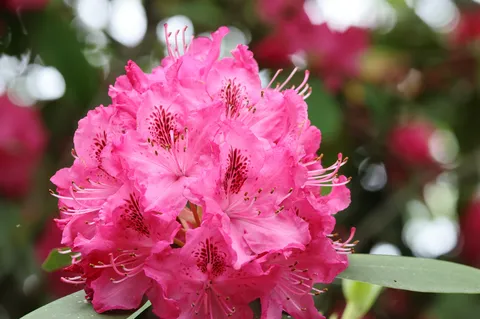 ピンクの花球が風を呼ぶ