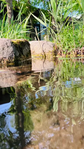 水面に映る、光と緑のシンフォニー