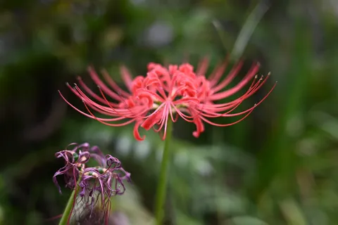 赤い線が伸びる花の舞