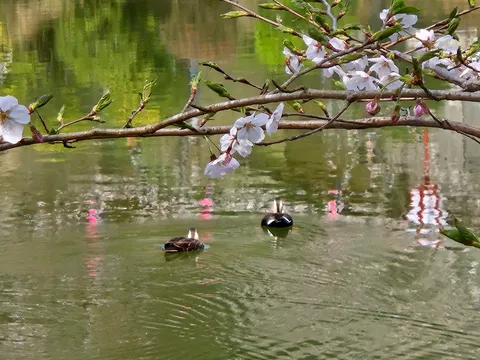 静寂の水面、一輪の桜