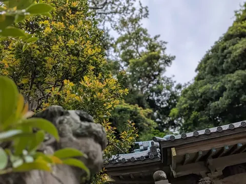 新緑と寺の屋根