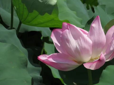 花と葉の静かな対話
