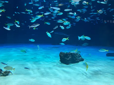 海の中でダンスする群れ