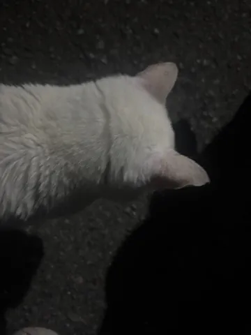 夜の路面を照らす白い影