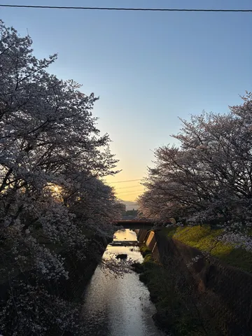 桜の木々、光と影の綱引き中