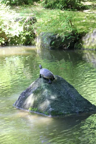 静寂の亀、水面を映す
