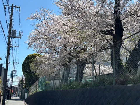桜満開、電柱も祝福する春