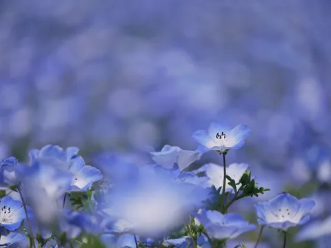 青い絨毯に咲く小さな恋の物語