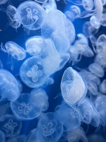 青に溶け込むクラゲたち