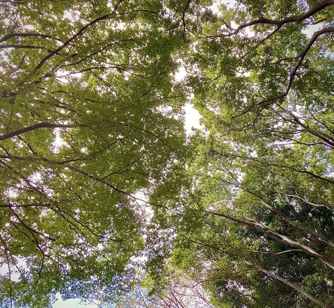 緑の天蓋と光の隙間