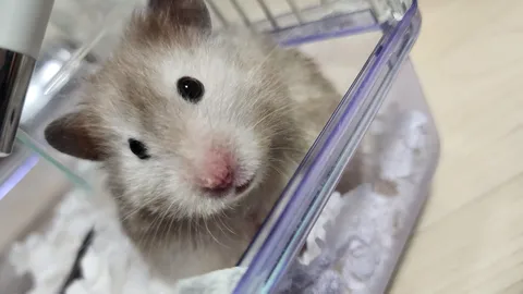 澄んだ瞳の小さな住人