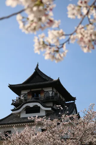 春の古城、桜色に染まる