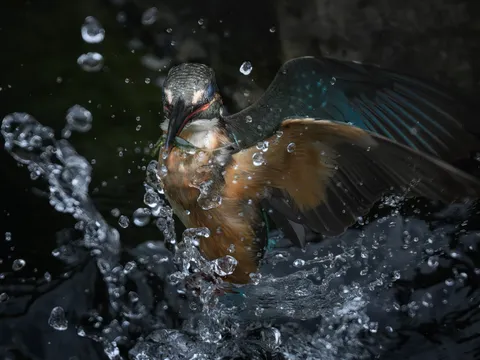 水しぶきに躍る、一瞬の輝き