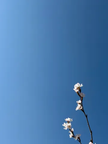 青空と白い花の一枝