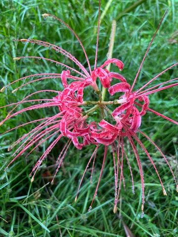 露に濡れた紅の花火