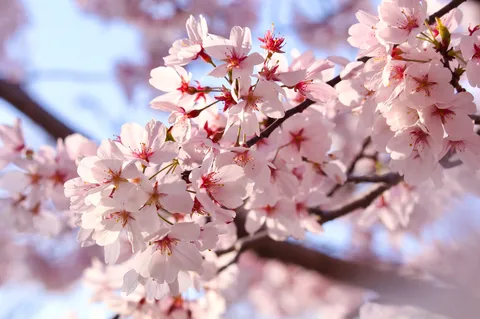 光に透ける桜