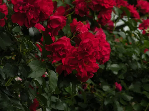 深紅のバラ、情熱の瞬間