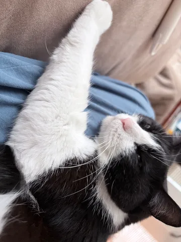 まったり猫さんの伸び〜