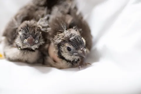 すやすや、ふかふか、ひな鳥の寝息