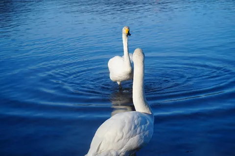 水面の静寂、白鳥のシンフォニー