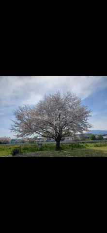 満開の桜と、自転車。