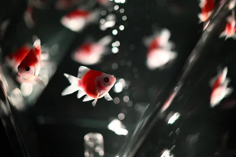 水中を舞う、赤い尾の小魚たち