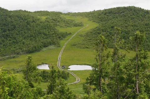 湿原に続く木道、自然の迷路