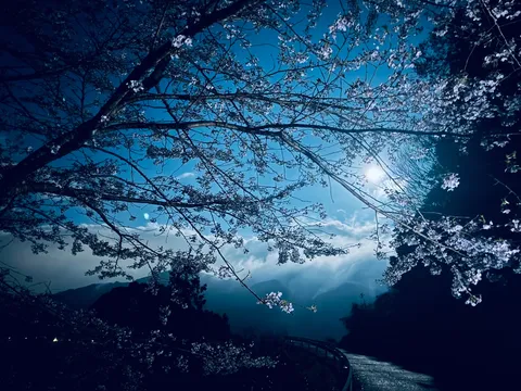 青き夜空と桜の囁き