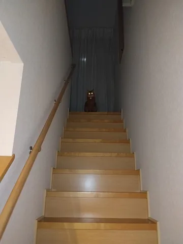 階段の上で光る視線