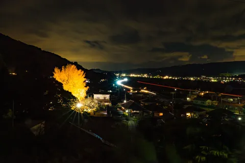 黄金の木と夜景のコントラスト