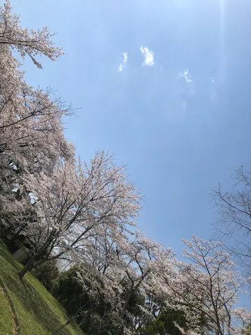 春霞の空、桜並木