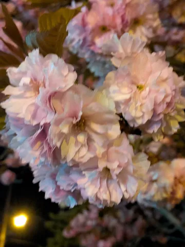 夜空に咲く、淡い夢色の花