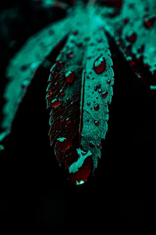 水滴が映す夜の緑
