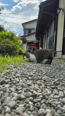 猫さん、自然の探求者