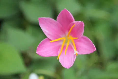 可憐なピンクの花が彩る