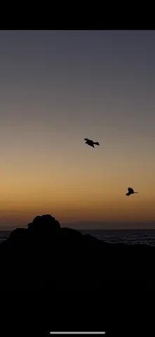 夕暮れの空、自由な鳥たち