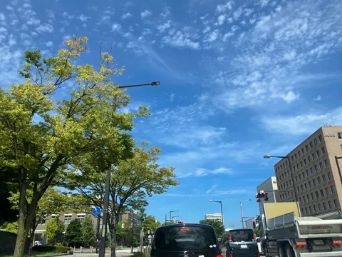 青空と街路樹のコントラスト