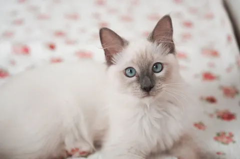 吸い込まれそうな、碧い瞳の猫ちゃん