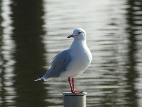 水辺に佇むカモメの憂鬱