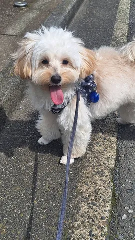 ぺろり！お散歩日和の愛犬