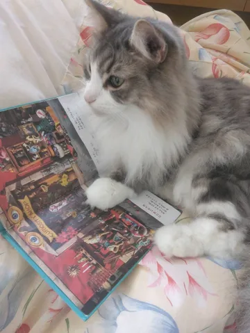 読書する猫、好奇心の世界