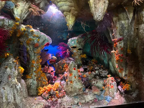 神秘的な海中洞窟の静寂