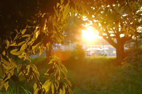 葉陰に射し込む夕陽