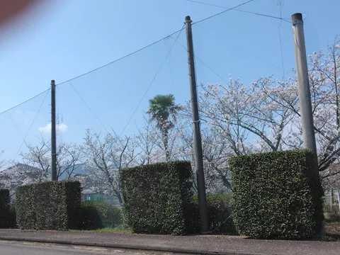 新緑と空のコントラスト