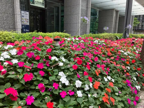 彩りの交差点、都会のオアシス