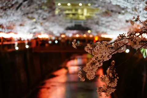 川沿いの桜並木、夜の灯り