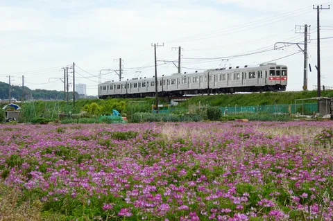 紫の花畑を駆ける白い列車