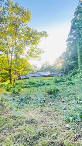 雑草と太陽のコントラスト